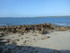 C COMME CARNARC (7) - MORBIHAN