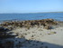 C COMME CARNARC (7) - MORBIHAN