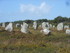 C COMME CARNARC (8) - MORBIHAN