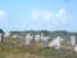 C COMME CARNARC (8) - MORBIHAN