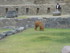 O COMME OLLANTAYAMBO (2) - PÉ