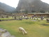O COMME OLLANTAYAMBO (2) - PÉ