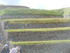 S COMME SACSAYHUAMAN - PÉROU