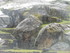 S COMME SACSAYHUAMAN - PÉROU