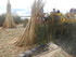 L COMME LAC TITICACA (2) - PÉ