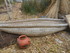 L COMME LAC TITICACA (3) - PÉ