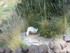 L COMME LAC TITICACA (5) - PÉ