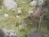 L COMME LAC TITICACA (5) - PÉ