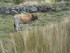 L COMME LAC TITICACA (5) - PÉ