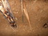V COMME VISOKO (3) - BOSNIE-HE