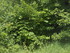 V COMME VALLÉE DES PYRAMIDES 