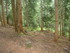 B COMME BOGOMILES - BOSNIE-HER