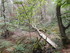 BROCELIANDE LA PORTE DES SECRE