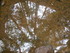 B COMME BROCELIANDE, BOUCLE DE