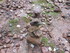 B COMME BROCELIANDE, BOUCLE DE