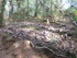 B COMME BROCELIANDE, BOUCLE DE