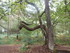 B COMME BROCELIANDE, BOUCLE DE