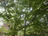 B COMME BROCELIANDE, FONTAINE 