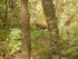 B COMME BROCELIANDE, FONTAINE 