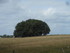 B COMME BROCELIANDE, DOLMEN DE