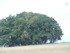 B COMME BROCELIANDE, DOLMEN DE