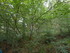 B COMME BROCELIANDE, LE HOTIÉ
