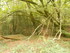 B COMME BROCELIANDE, LE HOTIÉ