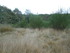 B COMME BROCELIANDE, LE TOMBEA