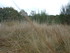 B COMME BROCELIANDE, LE TOMBEA
