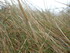 B COMME BROCELIANDE, LE TOMBEA