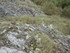 B COMME BROCELIANDE, LE TOMBEA
