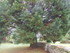 B COMME BROCELIANDE, LA CHAPEL