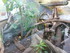 L COMME LA FERME AUX CROCODILE