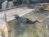 L COMME LA FERME AUX CROCODILE