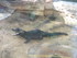 L COMME LA FERME AUX CROCODILE