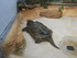 L COMME LA FERME AUX CROCODILE
