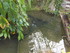 L COMME LA FERME AUX CROCODILE