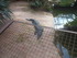 L COMME LA FERME AUX CROCODILE