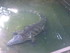 L COMME LA FERME AUX CROCODILE