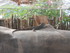 L COMME LA FERME AUX CROCODILE