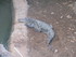 L COMME LA FERME AUX CROCODILE