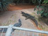L COMME LA FERME AUX CROCODILE