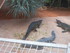 L COMME LA FERME AUX CROCODILE