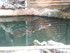 L COMME LA FERME AUX CROCODILE