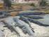 L COMME LA FERME AUX CROCODILE
