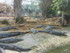 L COMME LA FERME AUX CROCODILE