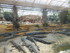 L COMME LA FERME AUX CROCODILE