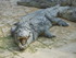 L COMME LA FERME AUX CROCODILE