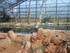L COMME LA FERME AUX CROCODILE