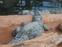 L COMME LA FERME AUX CROCODILE